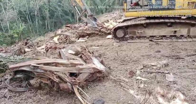 Proses Replanting Sawit